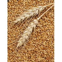 山東小麥供應(yīng)鏈企業(yè)采購需求