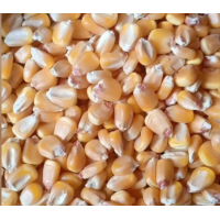 農產品供應鏈企業玉米（陳化糧）采購需求